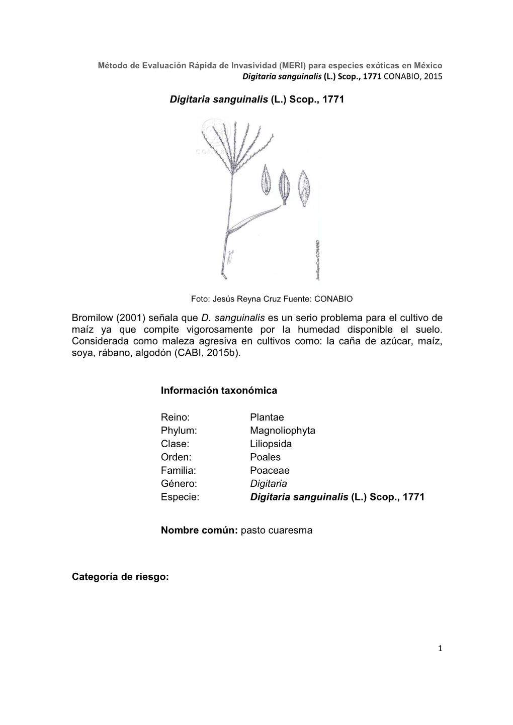 Digitaria Sanguinalis (L.) Scop., 1771 CONABIO, 2015