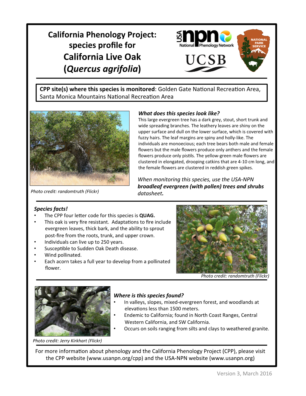 California Live Oak (Quercus Agrifolia)