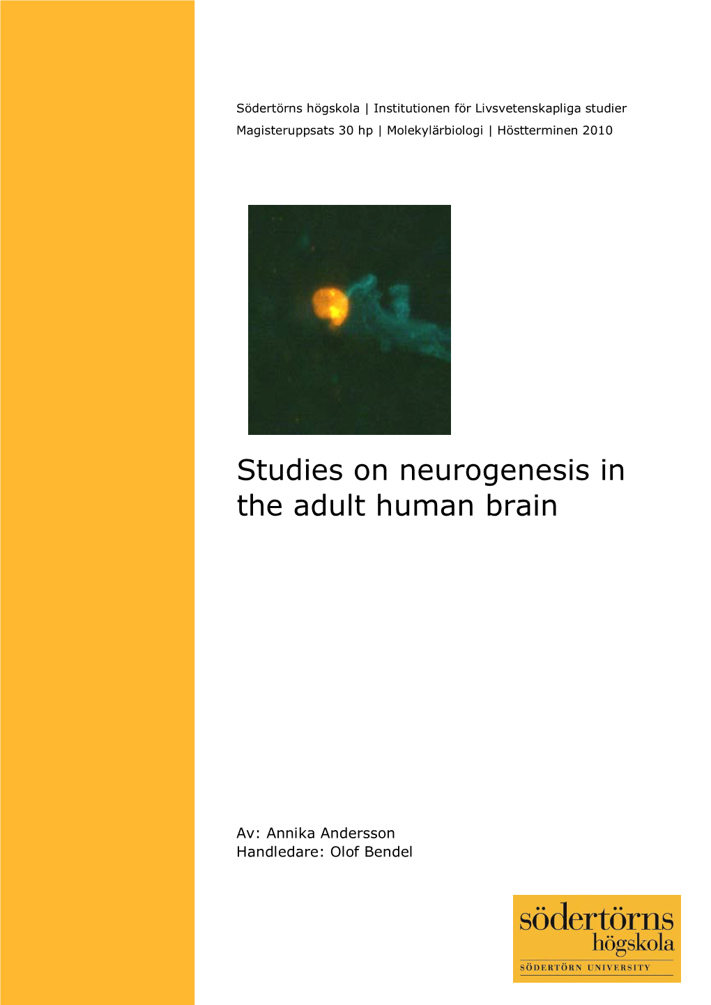 Studies on Neurogenesis in the Adult Human Brain