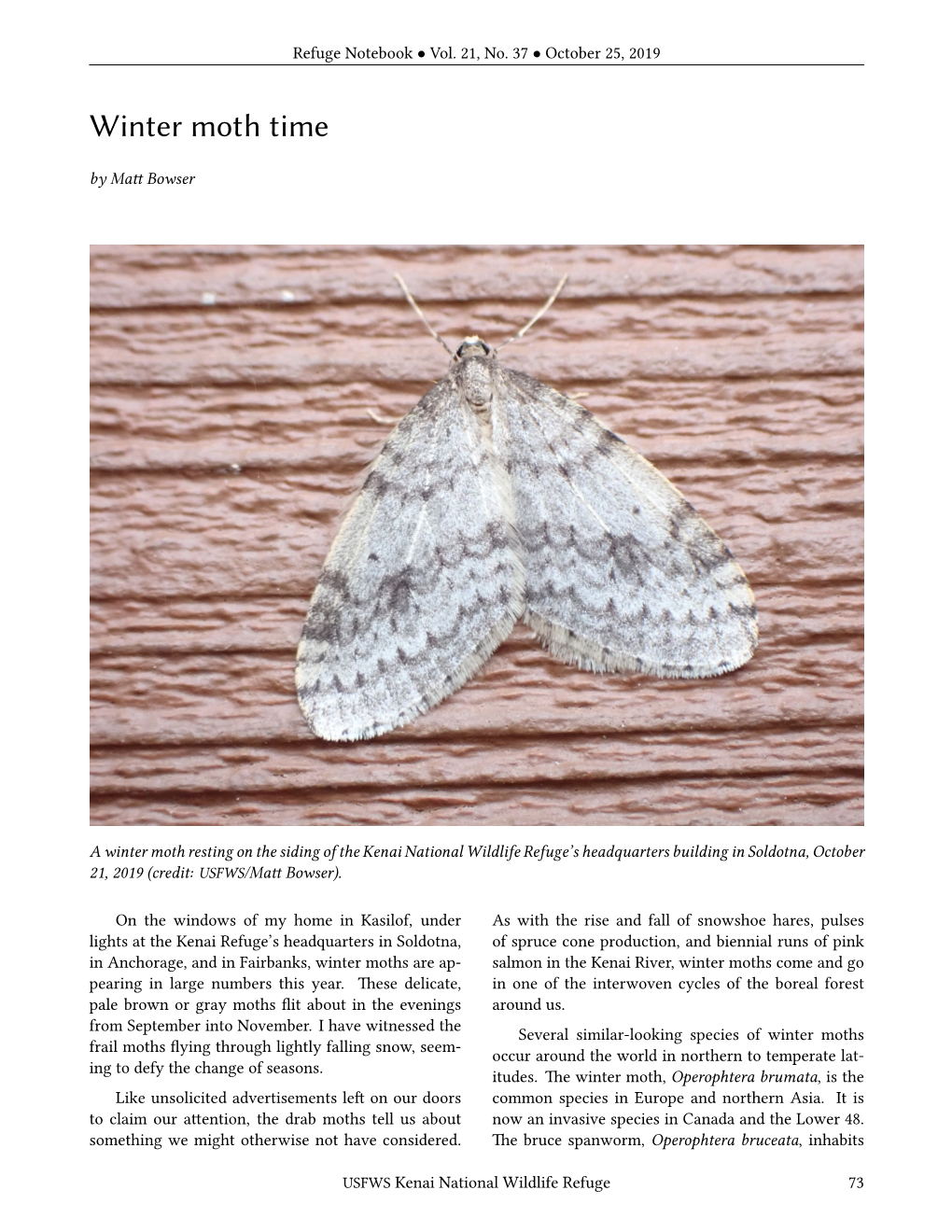Winter Moth Time by Matt Bowser
