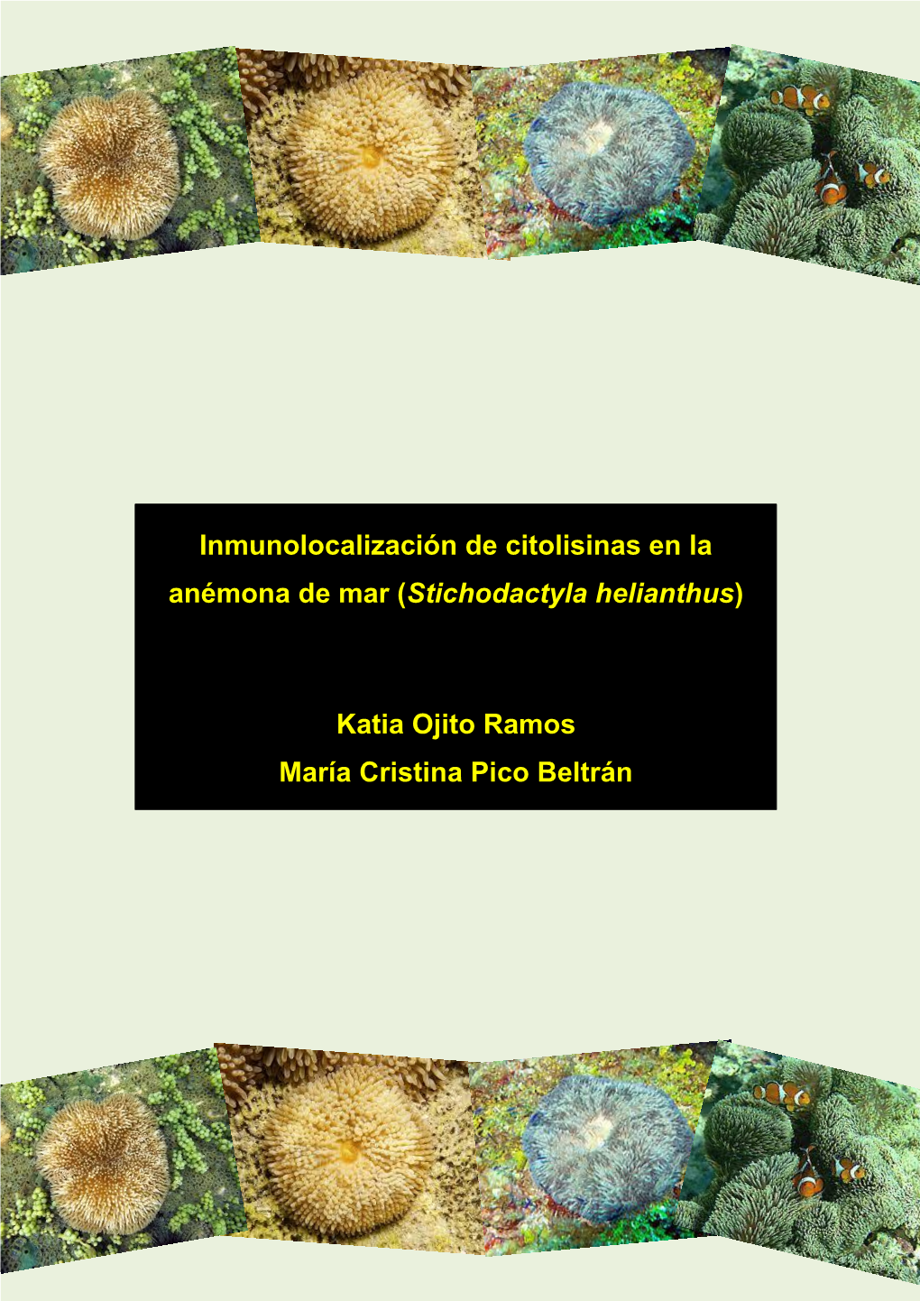 Inmunolocalización De Citolisinas En La Anémona De Mar (Stichodactyla Helianthus) Katia Ojito Ramos María Cristina Pico