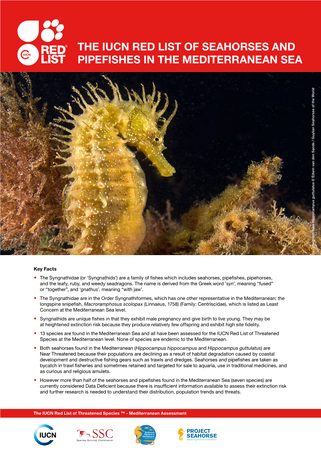 THE IUCN RED LIST of SEAHORSES and PIPEFISHES in the MEDITERRANEAN SEA © Edwin Van Den Sande / Guylian Seahorses of the World Pregnant Male Guttulatus Hippocampus