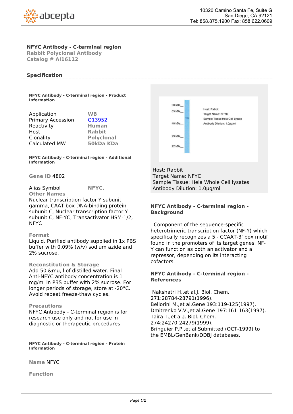 NFYC Antibody - C-Terminal Region Rabbit Polyclonal Antibody Catalog # AI16112