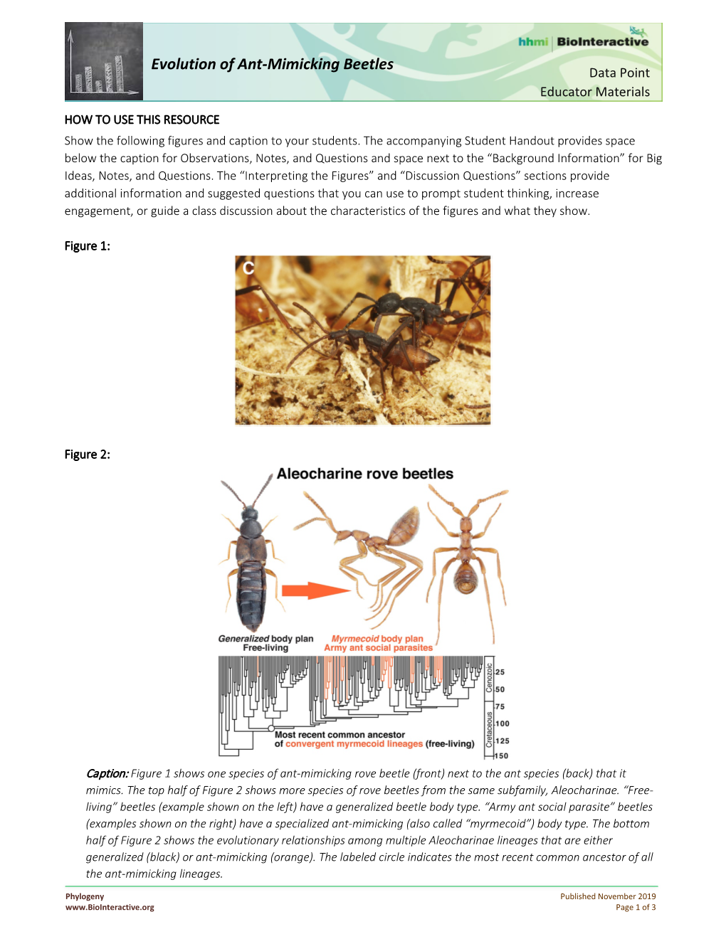 Evolution of Ant-Mimicking Beetles Edcator Materials