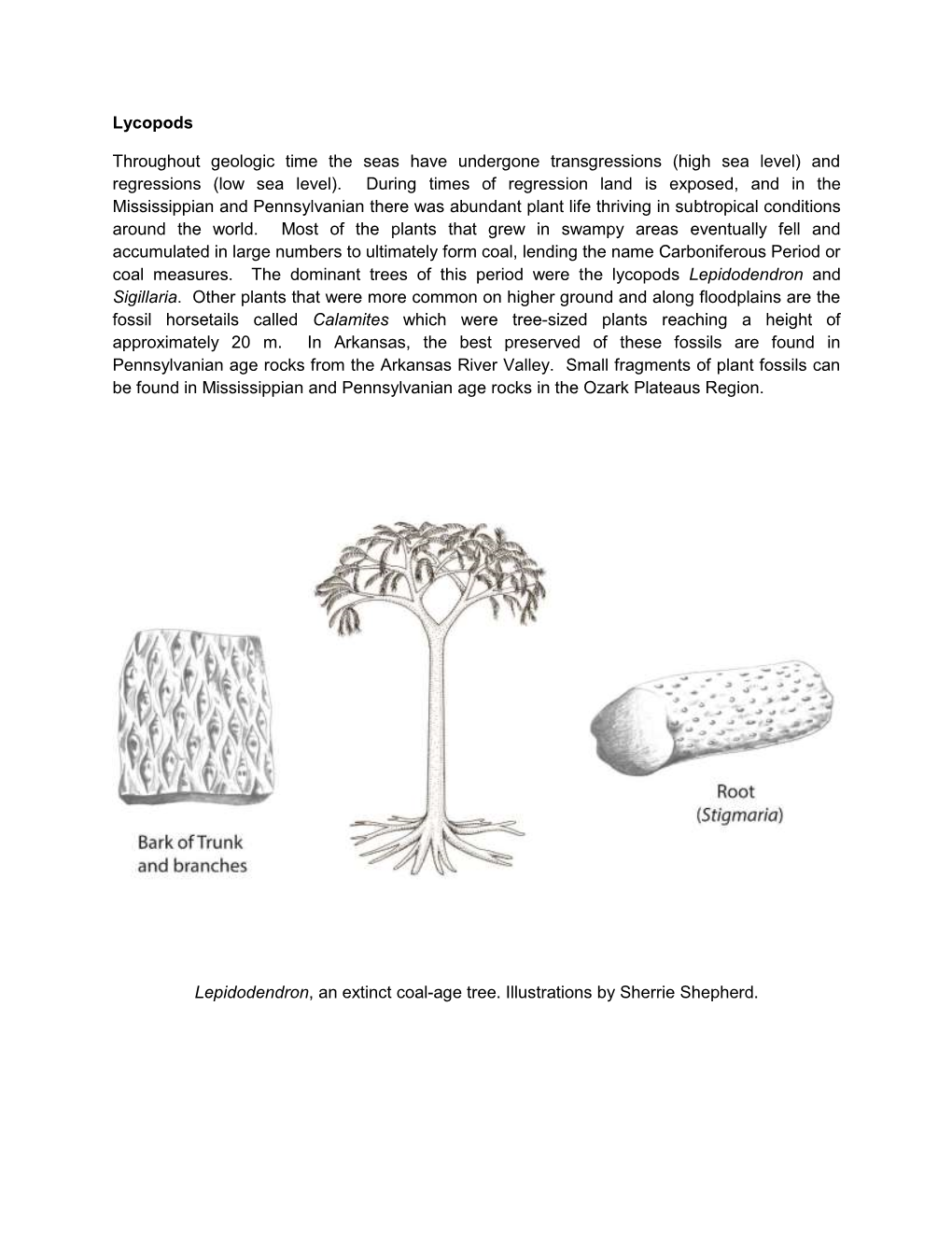 Stigmaria Fossils