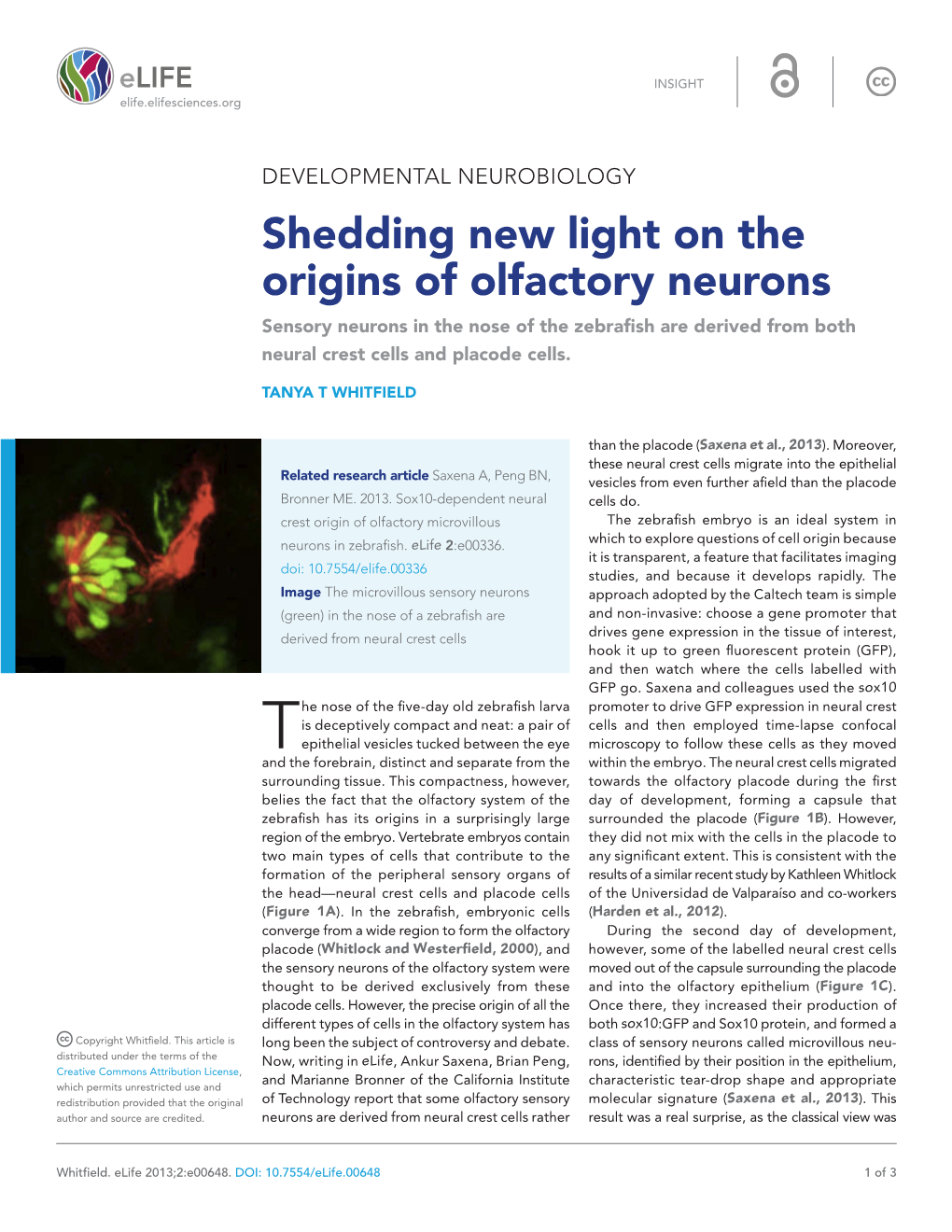 Shedding New Light on the Origins of Olfactory Neurons Sensory Neurons in the Nose of the Zebrafish Are Derived from Both Neural Crest Cells and Placode Cells