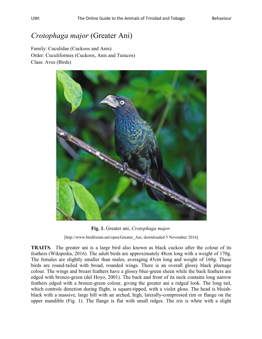 Crotophaga Major (Greater Ani)