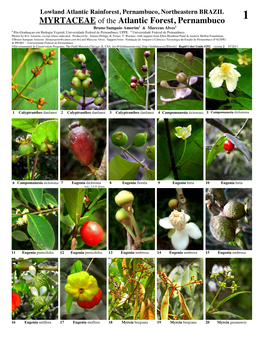 MYRTACEAE of the Atlantic Forest, Pernambuco 1 Bruno Sampaio Amorim1 & Marccus Alves2 1 Pós-Graduaçao Em Biologia Vegetal; Universidade Federal De Pernambuco, UFPE