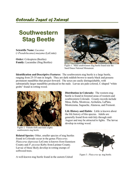 Southwestern Stag Beetle