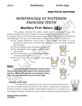 MORPHOLOGY of POSTERIOR PRIMARY TEETH Maxillary First Molars (D D) the Primary Maxillary First Molars Usually Erupt by 16 Months of Age