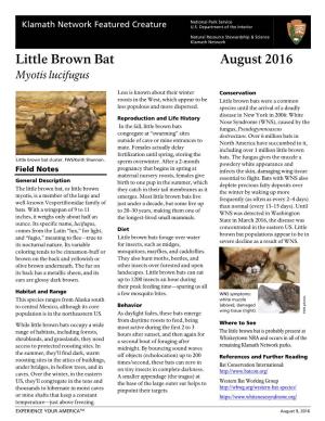 Little Brown Bat August 2016 Myotis Lucifugus