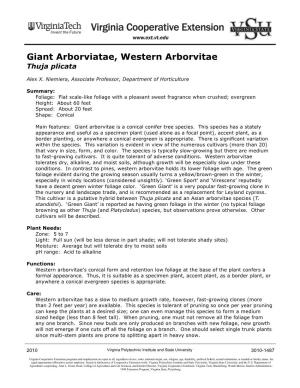 Giant Arborviatae, Western Arborvitae Thuja Plicata