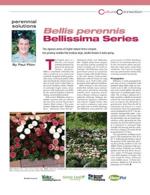 Bellis Perennis Bellissima Series