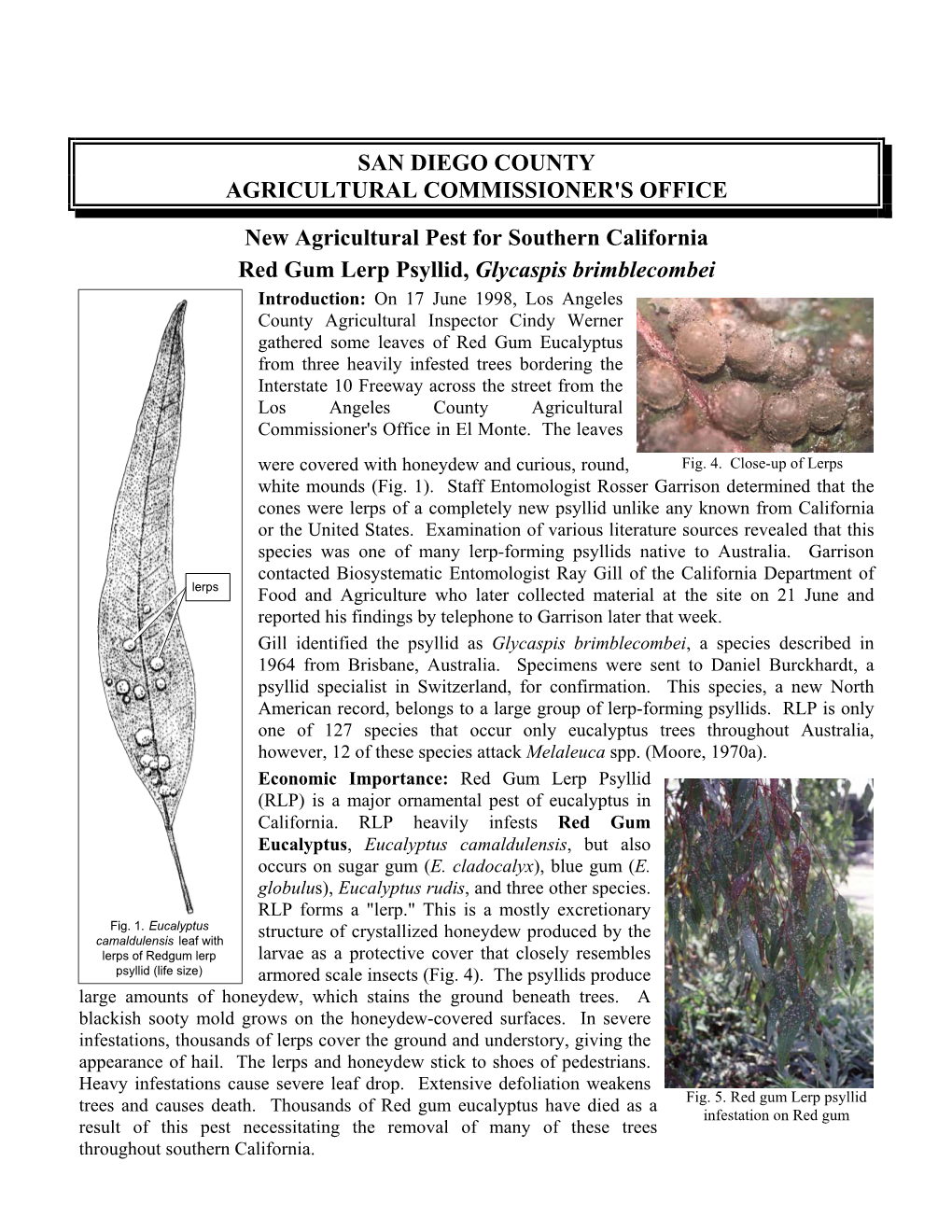 Red Gum Lerp Psyllid