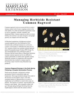 Managing Herbicide Resistant Common Ragweed