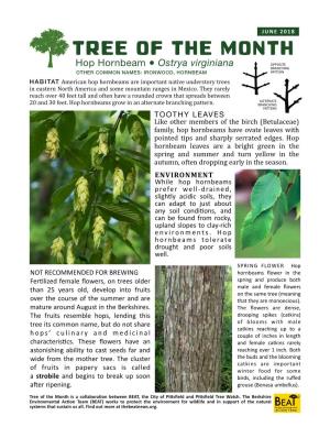 Tree of the Month