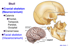 Skull Cranial Skeleton (Neurocranium) Facial Skeleton