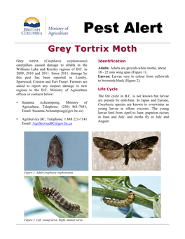 Grey Tortrix Moth