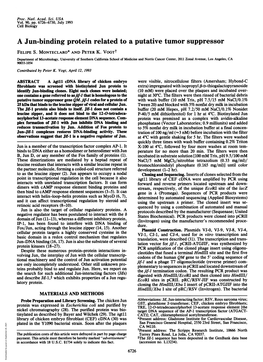 A Jun-Binding Protein Related to a Putative Tumor Suppressor FELIPE S