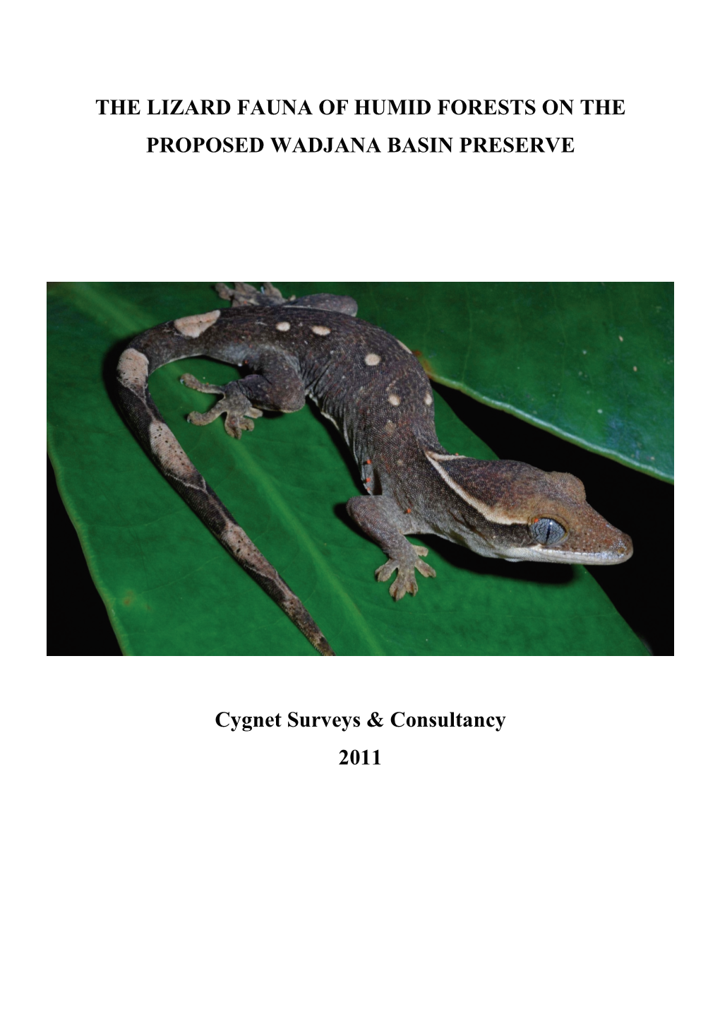 The Lizard Fauna of Humid Forests on the Proposed Wadjana Basin Preserve