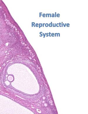 Lab-Female-Reproductive-2018.Pdf
