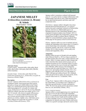 Japanese Millet Is Sometimes Confused with Barnyard Grass (E