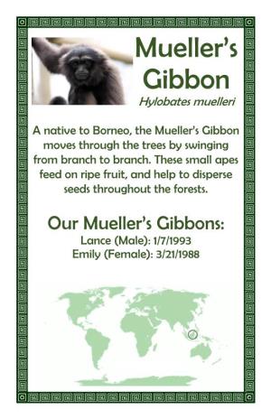Mueller's Gibbon
