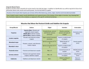 Muscle Charts: Students Should Be Able to Identify All Muscles Listed on the Daily Lab Pages