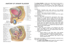ANATOMY of URINARY BLADDER Characterized by Its Distensibility