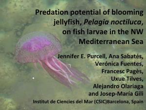Predation Potential of Blooming Jellyfish, Pelagia Noctiluca , on Fish
