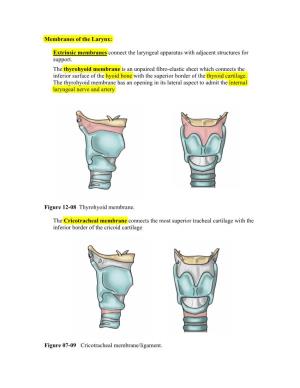 Membranes of the Larynx