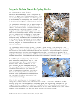 Magnolia Stellata: Star of the Spring Garden