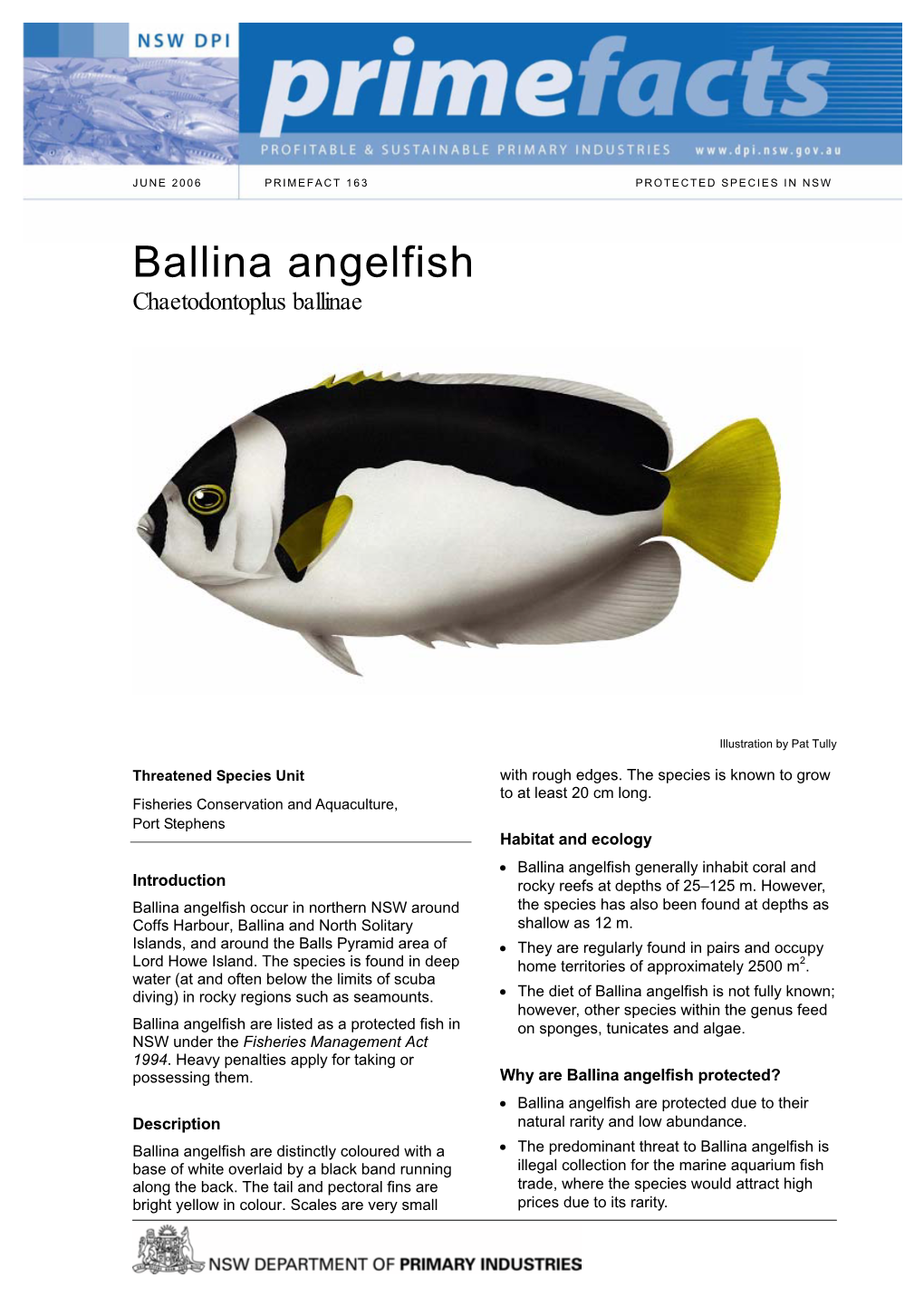 Ballina Angelfish Chaetodontoplus Ballinae