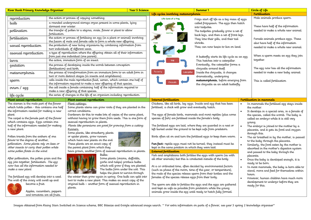 Reproduction Bulb Pollination Fertilisation Sexual Reproduction