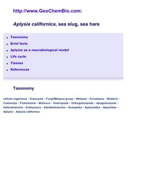 Aplysia Californica, Sea Slug, Sea Hare
