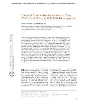 The Adult Ventricular–Subventricular Zone (V-SVZ) and Olfactory Bulb (OB) Neurogenesis