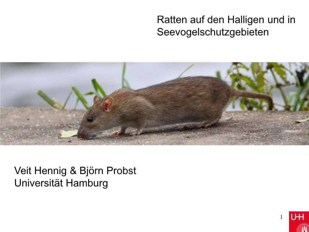 Ratten Auf Den Halligen Und in Seevogelschutzgebieten Veit