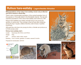 Rufous Hare-Wallaby Stat's