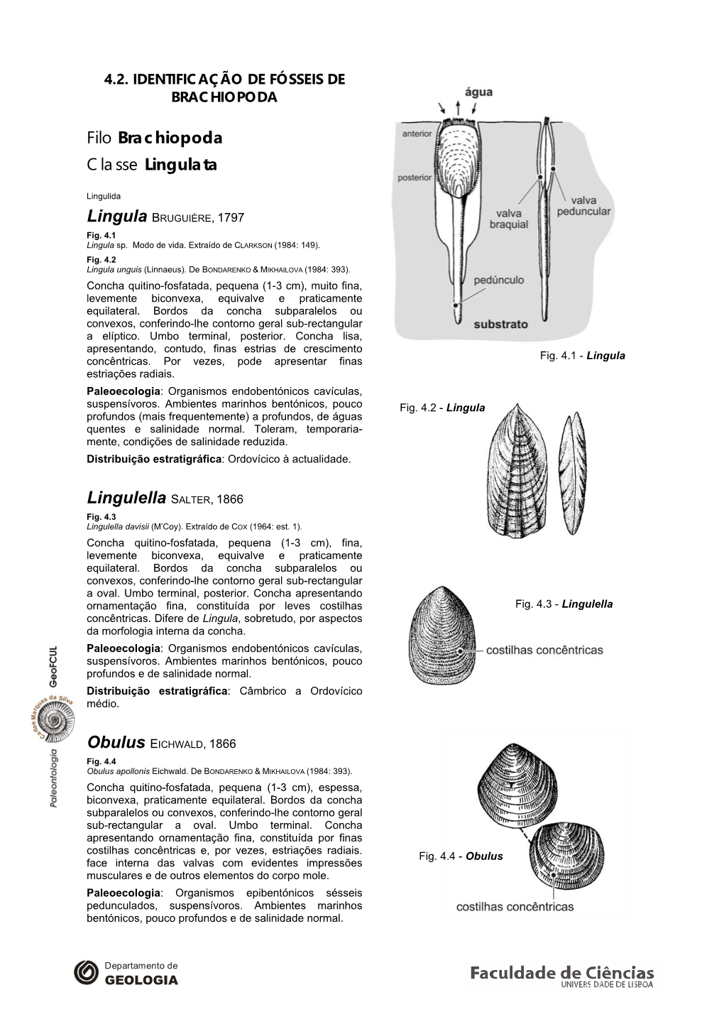 Filo Brachiopoda Classe Lingulata Lingulella SALTER, 1866 Obulus EICHWALD, 1866