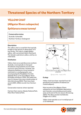 YELLOW CHAT (Alligator Rivers Subspecies) Epthianura Crocea Tunneyi