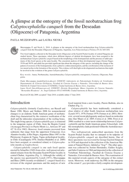 A Glimpse at the Ontogeny of the Fossil Neobatrachian Frog Calyptocephalella Canqueli from the Deseadan (Oligocene) of Patagonia, Argentina
