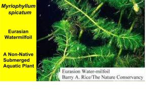 Myriophyllum Spicatum