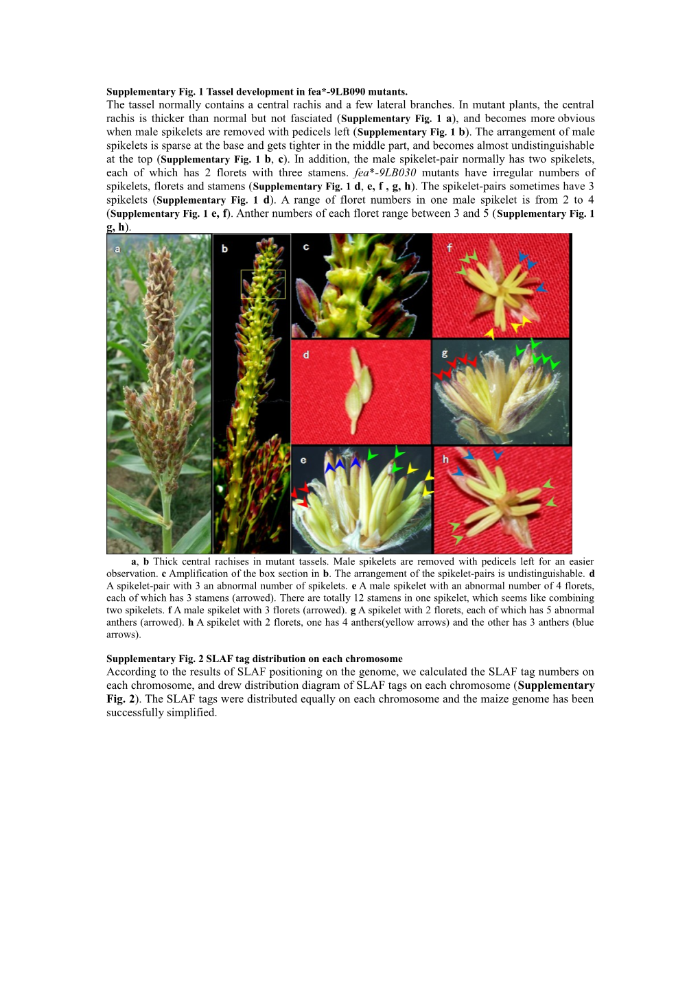 Supplementary Fig. 1 Tassel Development in Fea*-9LB090 Mutants