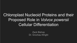 Chloroplast Nucleoid Proteins and Their Proposed Role in Volvox Powersii Cellular Differentiation