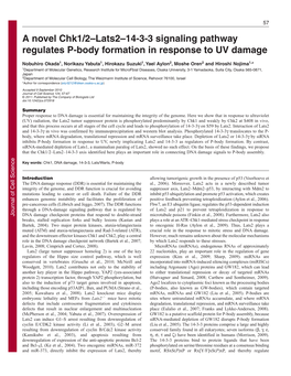 A Novel Chk1/2–Lats2–14-3-3 Signaling Pathway Regulates P-Body Formation in Response to UV Damage