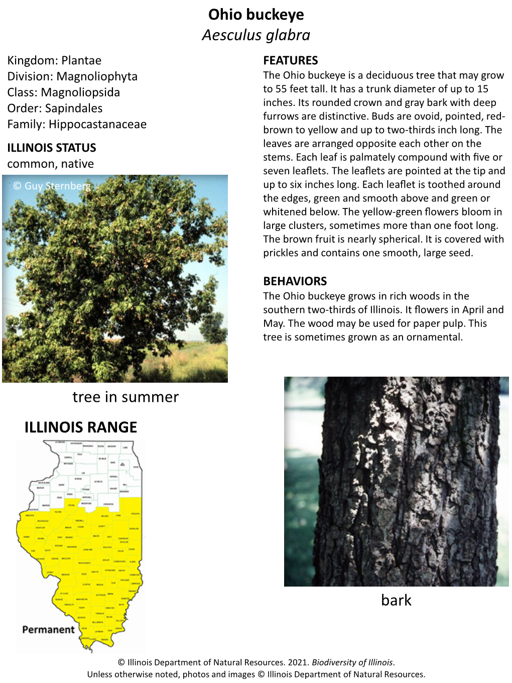 Ohio Buckeye Aesculus Glabra Kingdom: Plantae FEATURES Division: Magnoliophyta the Ohio Buckeye Is a Deciduous Tree That May Grow Class: Magnoliopsida to 55 Feet Tall