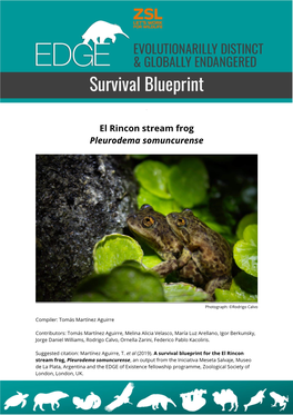 El Rincon Stream Frog Pleurodema Somuncurense