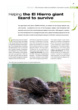 Helping the El Hierro Giant Lizard to Survive