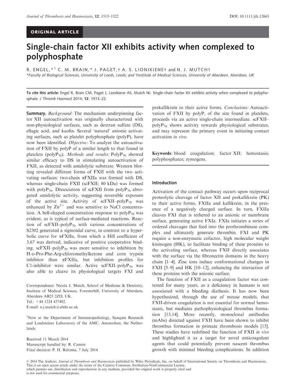 Singlechain Factor XII Exhibits Activity When Complexed to Polyphosphate