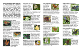 Guide to Common Butterflies List